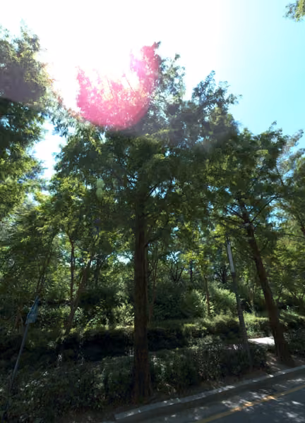 tree photo