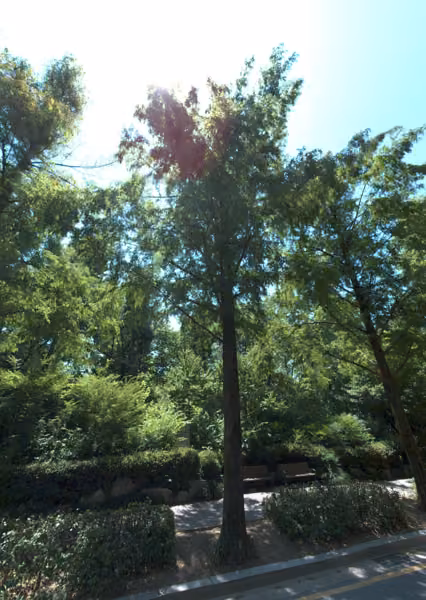 tree photo