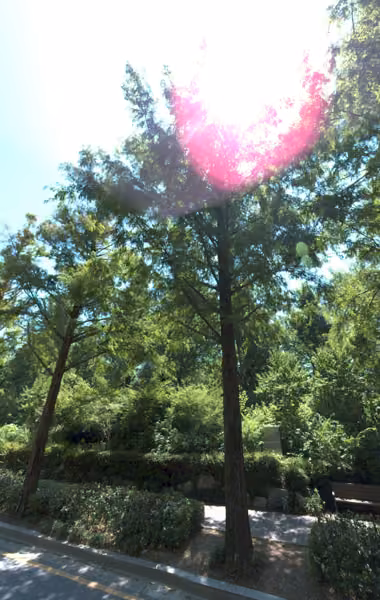 tree photo