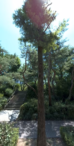 tree photo