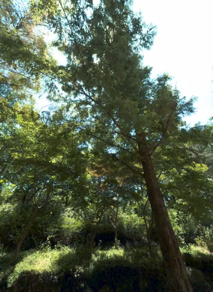 tree photo