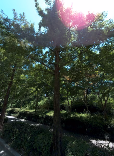 tree photo