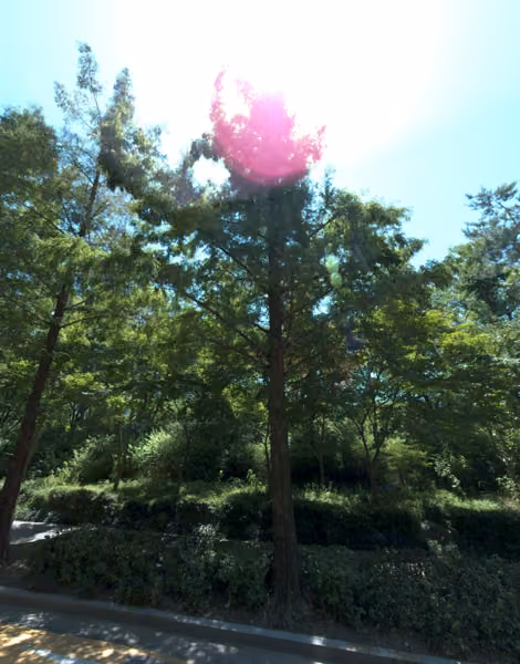 tree photo