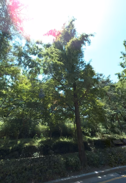 tree photo