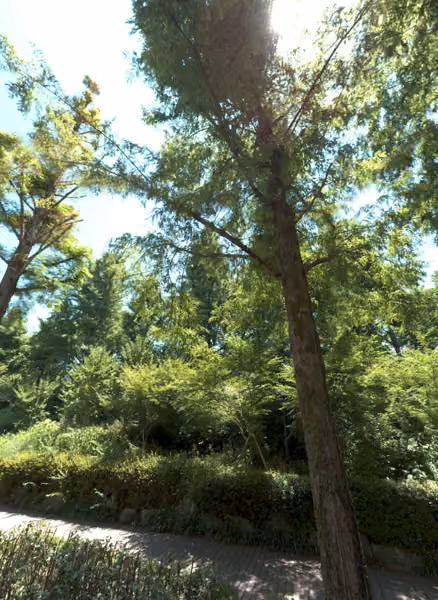 tree photo