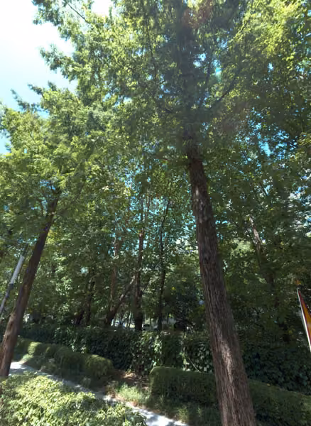 tree photo