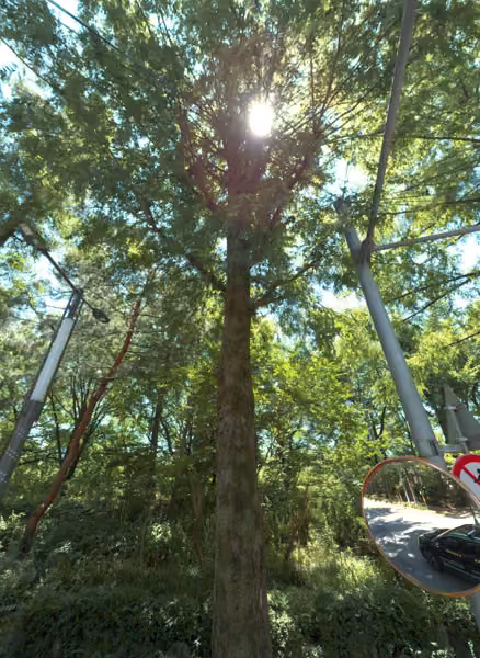 tree photo