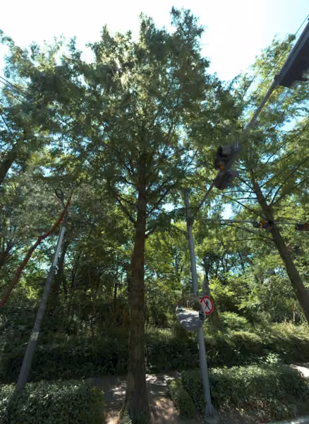 tree photo