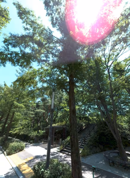 tree photo