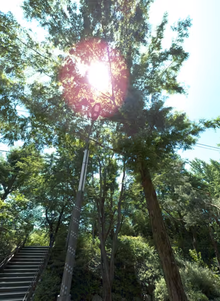 tree photo