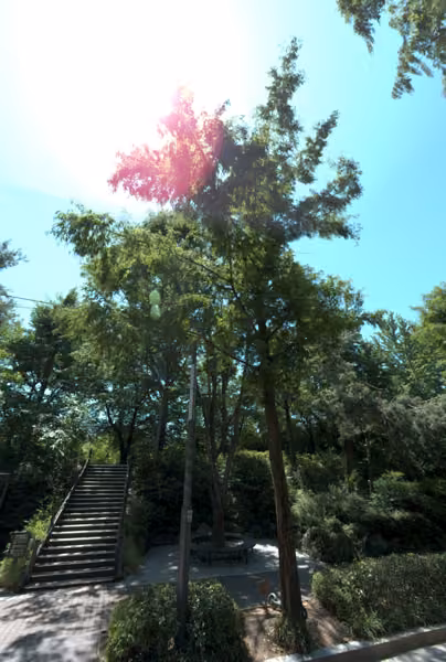tree photo