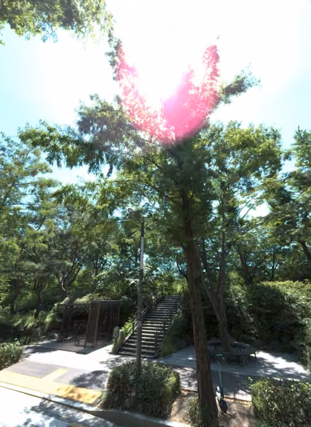 tree photo