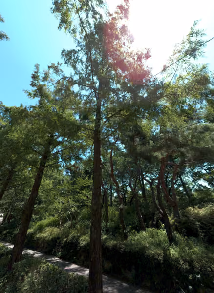 tree photo