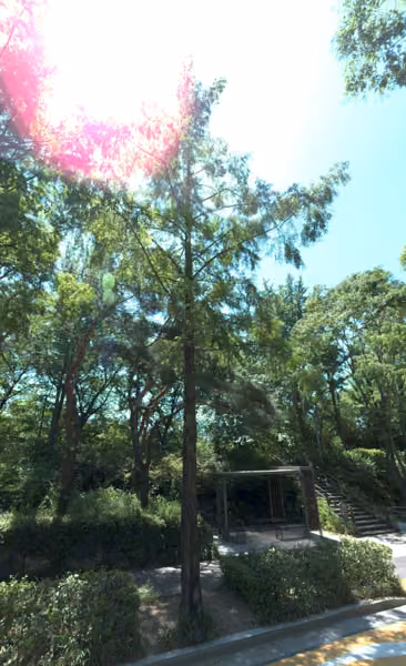 tree photo