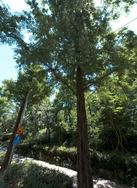 tree photo