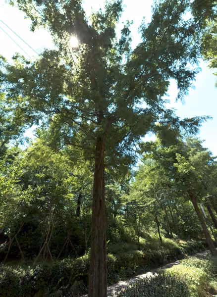 tree photo