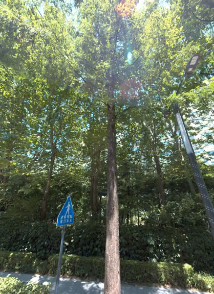 tree photo