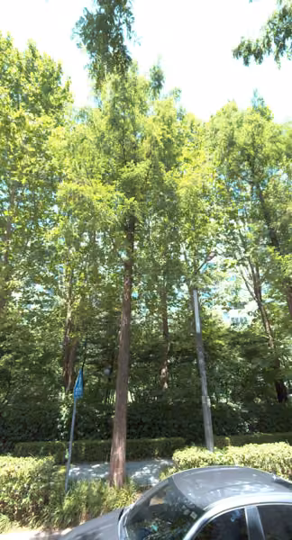 tree photo