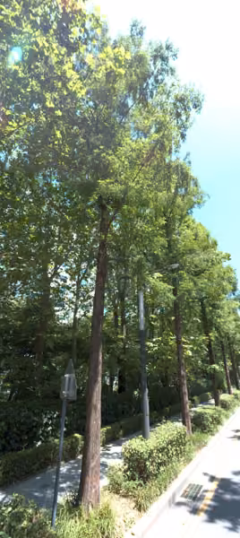 tree photo