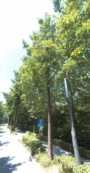 tree photo