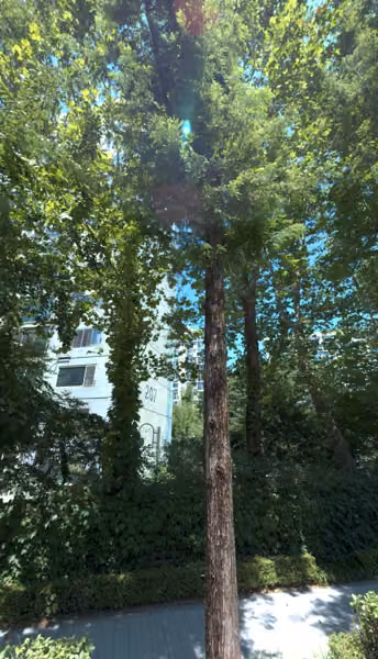 tree photo