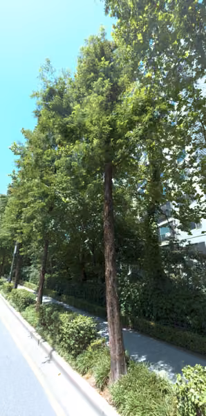 tree photo