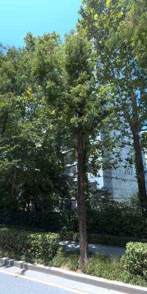 tree photo