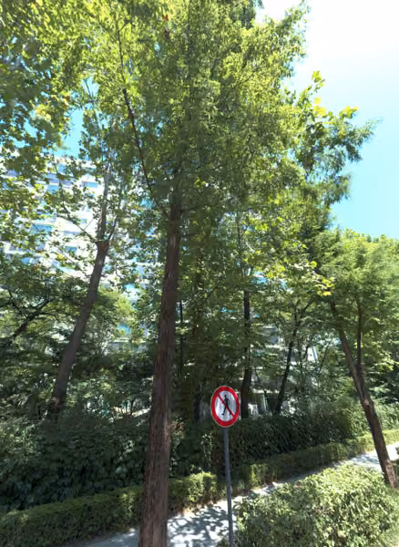 tree photo