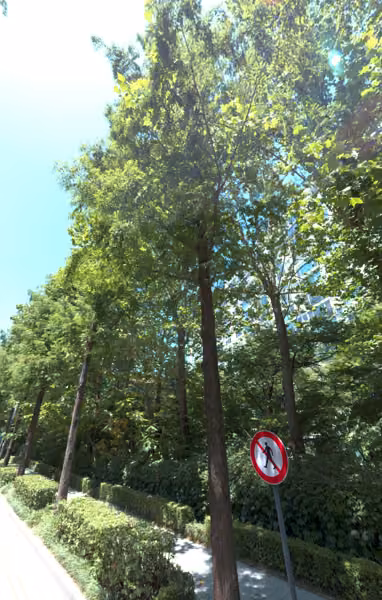 tree photo