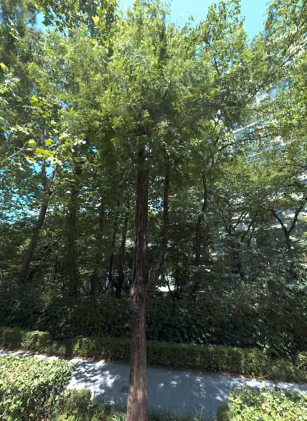 tree photo