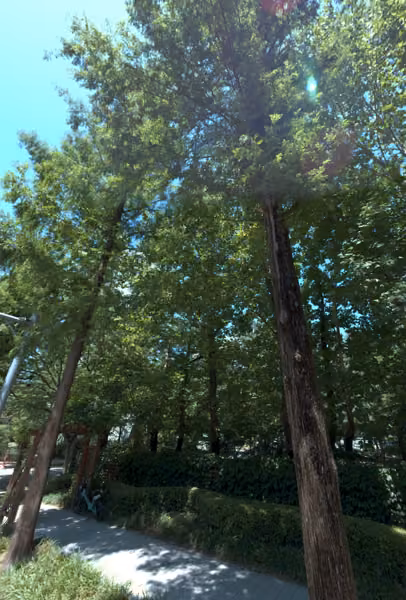 tree photo