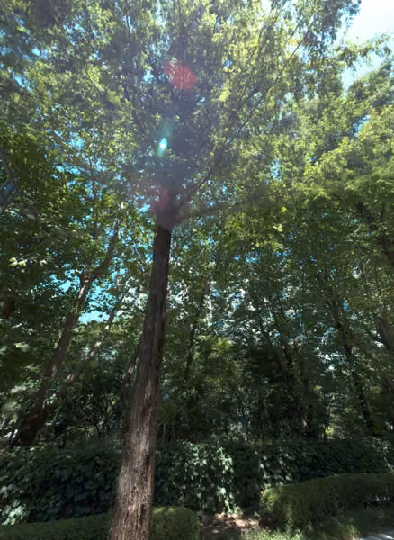 tree photo