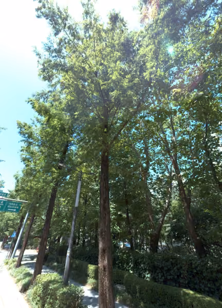 tree photo