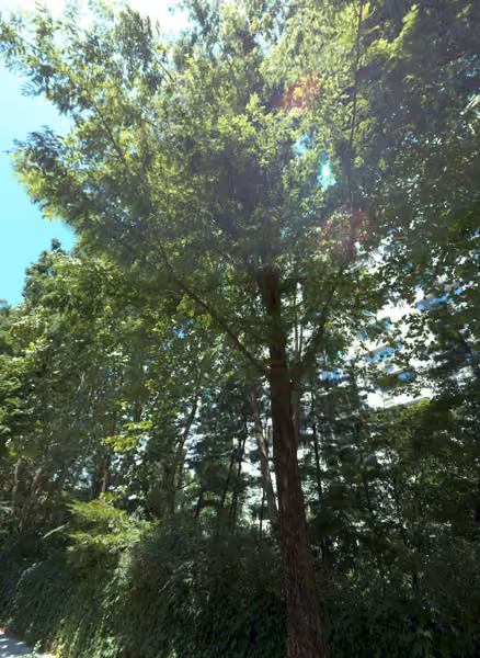 tree photo