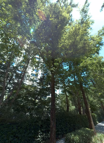 tree photo