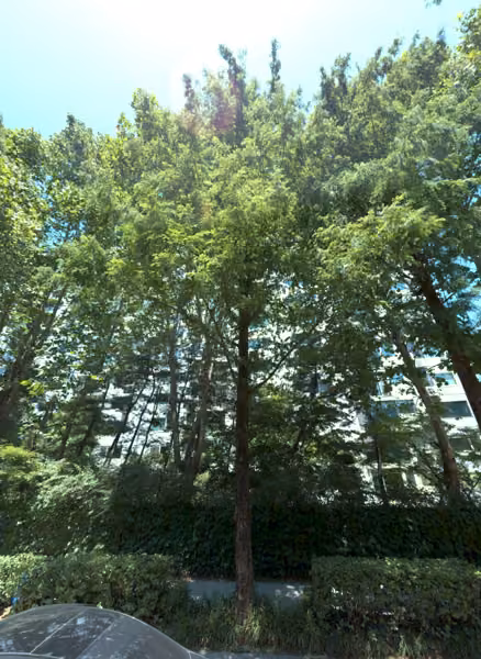 tree photo