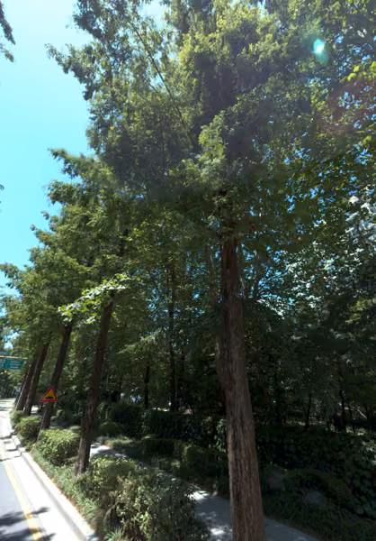 tree photo