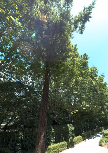 tree photo