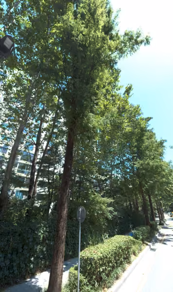 tree photo