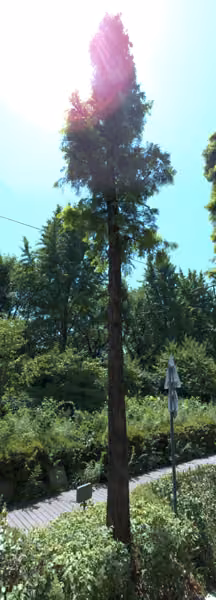 tree photo