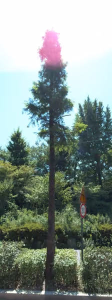 tree photo