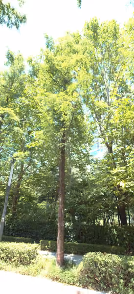 tree photo