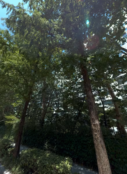 tree photo