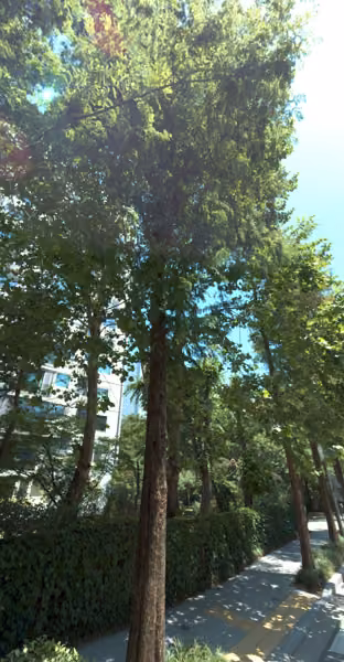 tree photo
