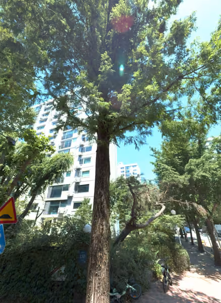 tree photo