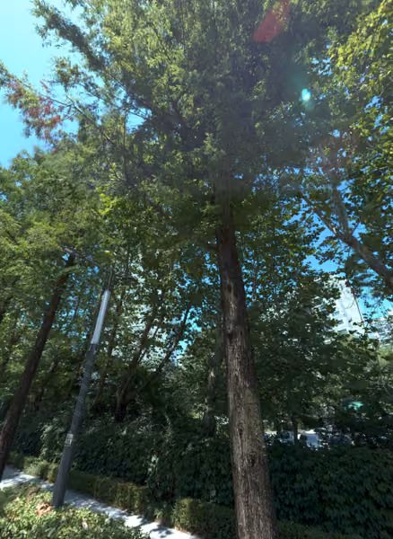 tree photo