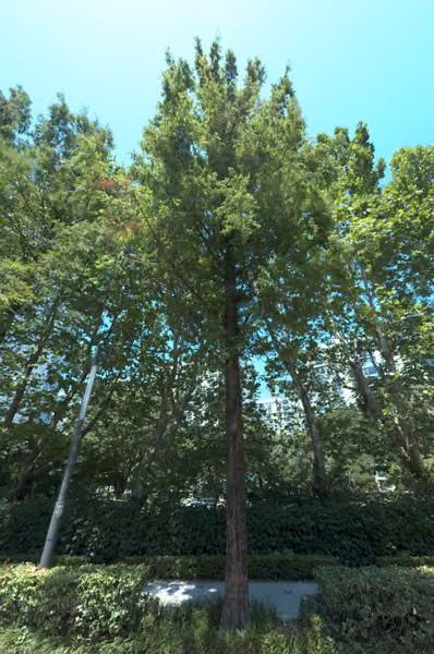 tree photo