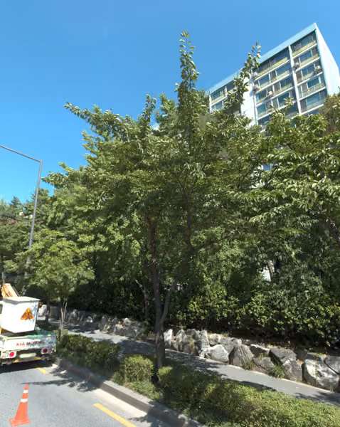 tree photo