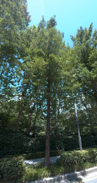tree photo