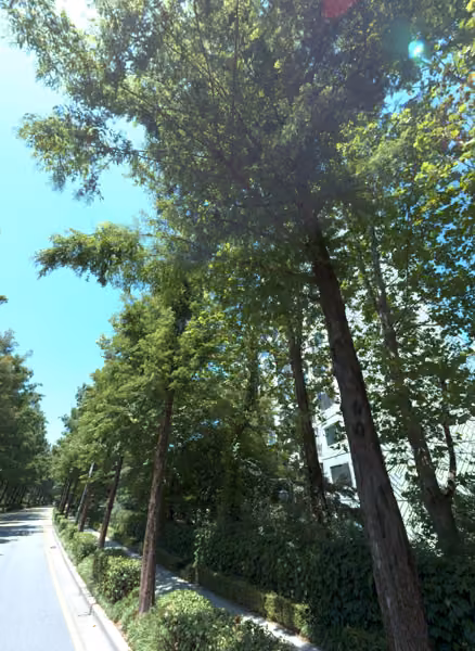 tree photo